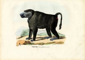 Babouin ursin, 1863-79 - Raimundo Petraroja